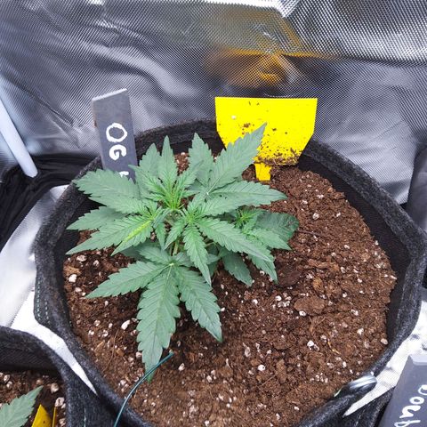 O. G. III growlog timeline photo
