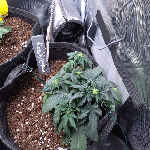 DK growlog timeline photo