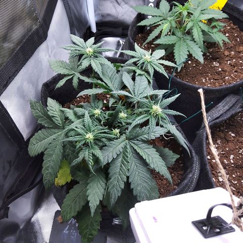 NL growlog timeline photo