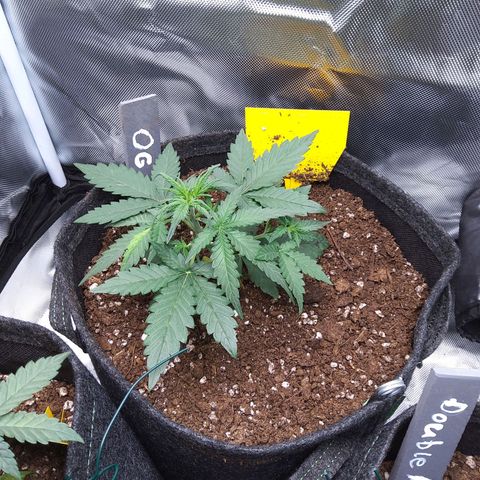 O. G. III growlog timeline photo
