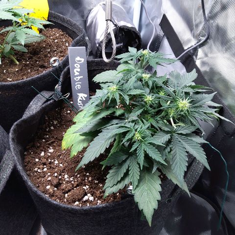 DK growlog timeline photo