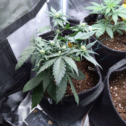 NL growlog timeline photo