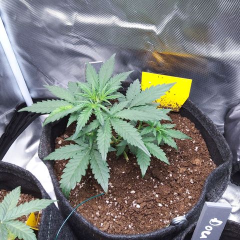 O. G. III growlog timeline photo