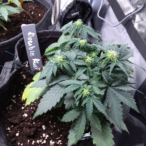 DK growlog timeline photo