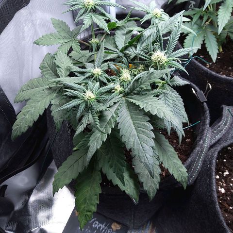 NL growlog timeline photo