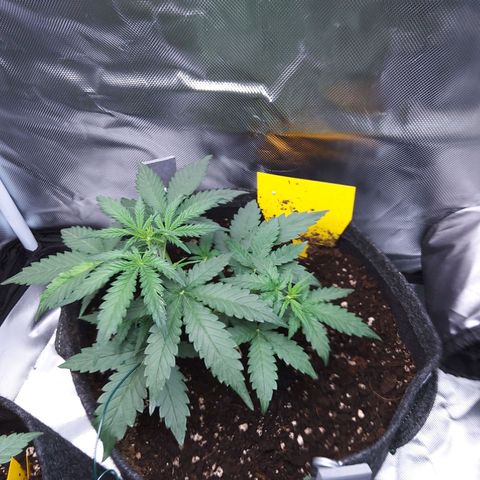 O. G. III growlog timeline photo