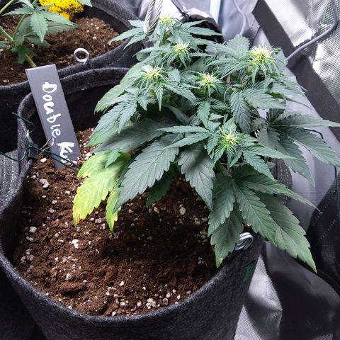 DK growlog timeline photo