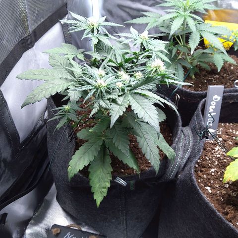 NL growlog timeline photo