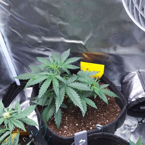 O. G. III growlog timeline photo