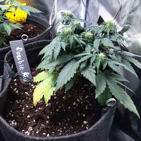 DK growlog timeline photo