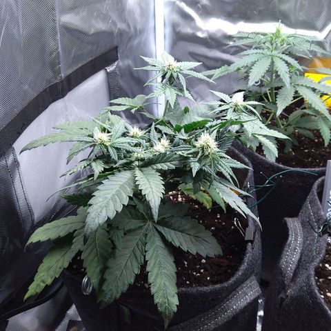 NL growlog timeline photo