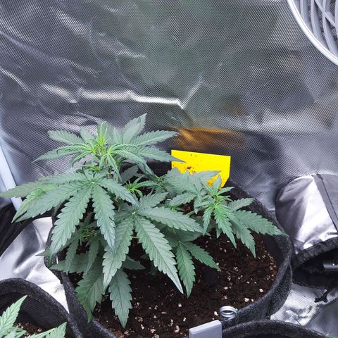 O. G. III growlog timeline photo