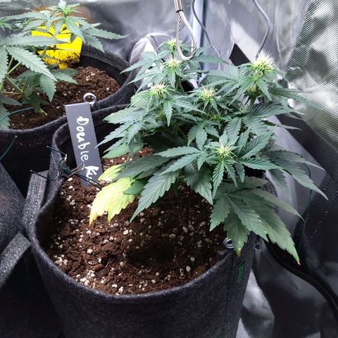 DK growlog timeline photo