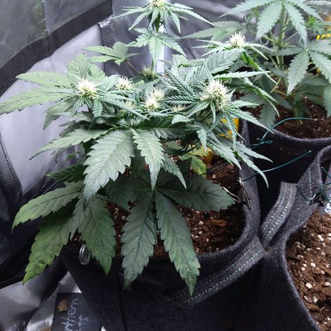 NL growlog timeline photo