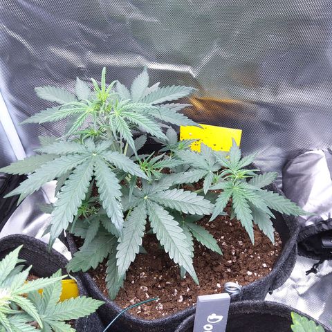 O. G. III growlog timeline photo
