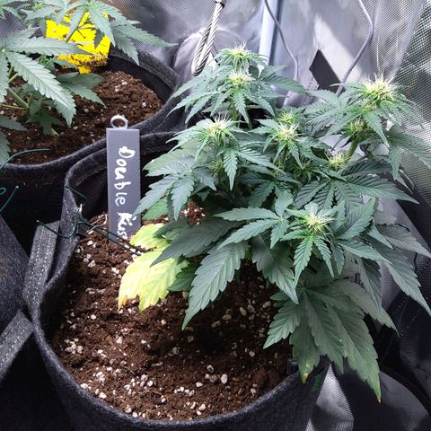 DK growlog timeline photo