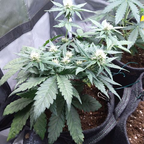 NL growlog timeline photo