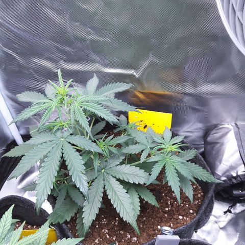 O. G. III growlog timeline photo