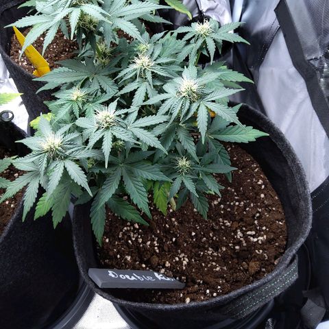 DK growlog timeline photo