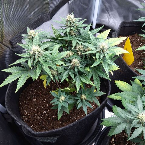 NL growlog timeline photo
