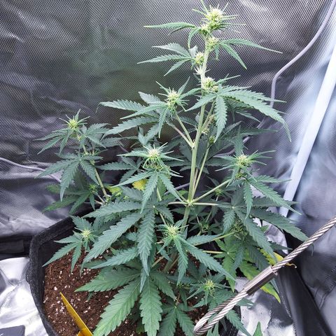 O. G. III growlog timeline photo