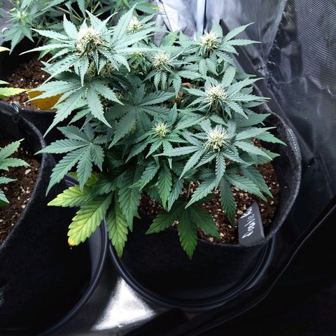 DK growlog timeline photo