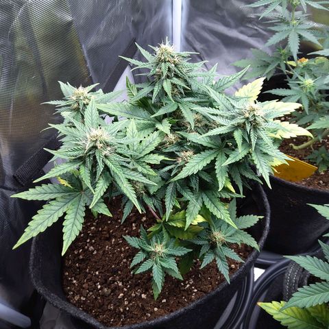 NL growlog timeline photo