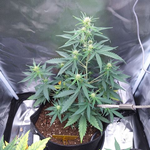 O. G. III growlog timeline photo