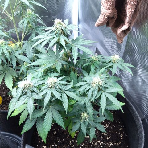 DK growlog timeline photo