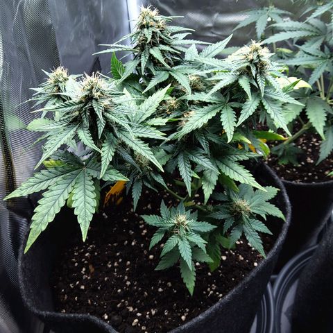 NL growlog timeline photo