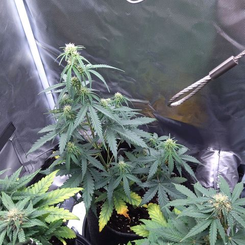 O. G. III growlog timeline photo
