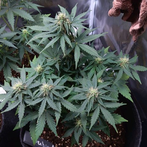 DK growlog timeline photo