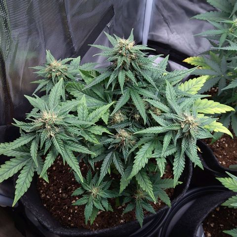 NL growlog timeline photo