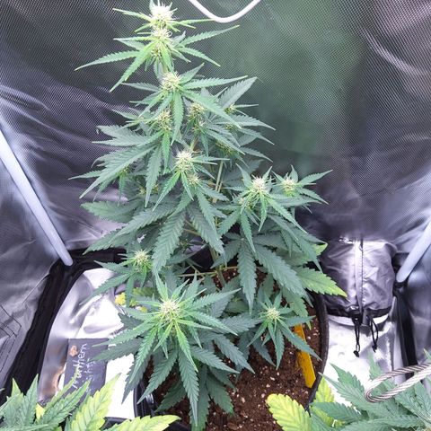 O. G. III growlog timeline photo