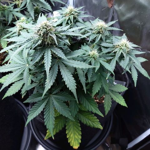 DK growlog timeline photo