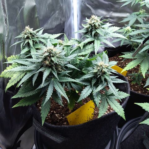 NL growlog timeline photo