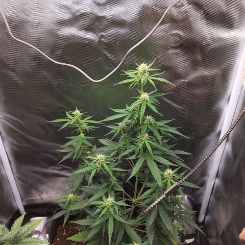 O. G. III growlog timeline photo