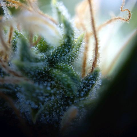 NL growlog timeline photo