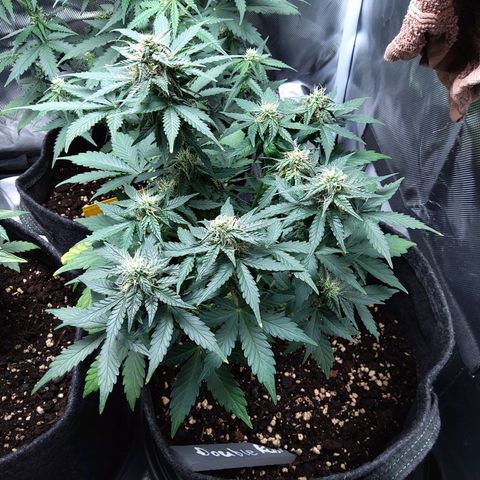 DK growlog timeline photo