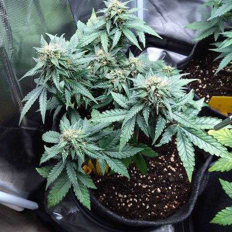 NL growlog timeline photo