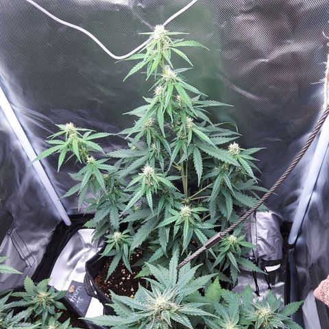 O. G. III growlog timeline photo