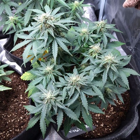 DK growlog timeline photo