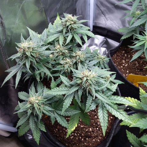 NL growlog timeline photo