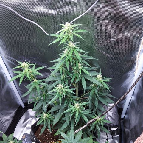 O. G. III growlog timeline photo