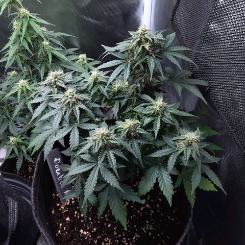 DK growlog timeline photo
