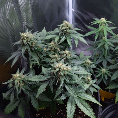NL growlog timeline photo