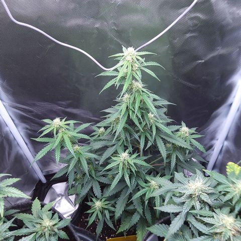 O. G. III growlog timeline photo