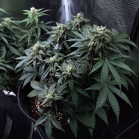 DK growlog timeline photo