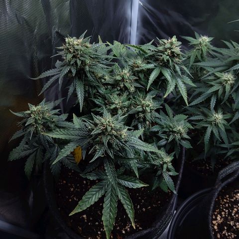NL growlog timeline photo