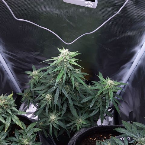 O. G. III growlog timeline photo
